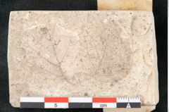 Foto (Detailansicht) von Alnus cyoladum Unger (NHMW-GEO-2024-0188-8096)